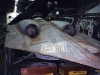 Horton Wing / Gotha Go 229