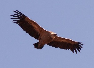Abutre Urubu