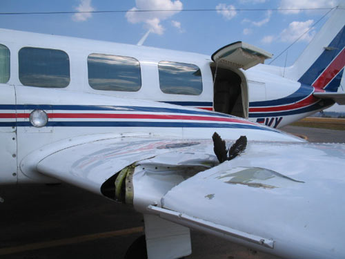 bird strike